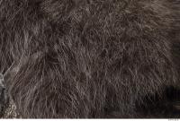 raccoon fur 0001